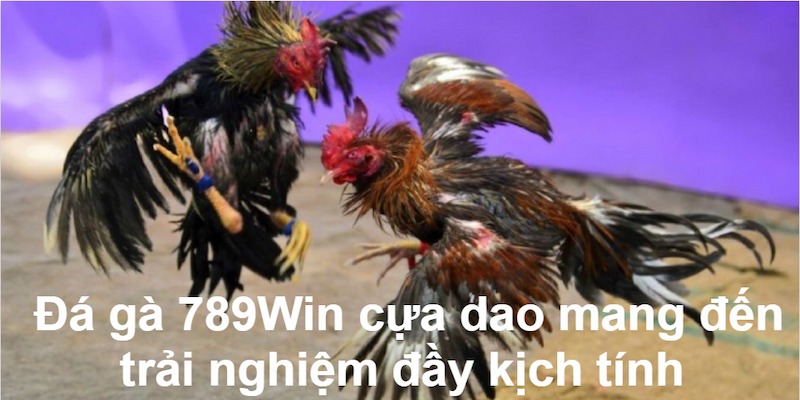 Đá Gà 789WIN – Cơ Hội Húp Thưởng Siêu Khủng Từ Đam Mê 2 Đá gà 789WIN cựa dao mang đến trải nghiệm kịch tính