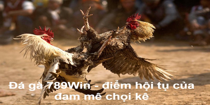 Đá Gà 789WIN – Cơ Hội Húp Thưởng Siêu Khủng Từ Đam Mê 1 Đá gà 789WIN hội tụ của đam mê chọi kê