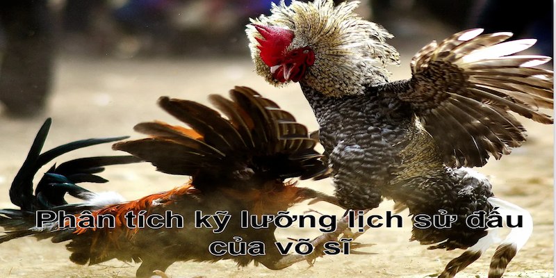 Đá Gà 789WIN – Cơ Hội Húp Thưởng Siêu Khủng Từ Đam Mê 3 Nắm rõ thông tin thi đấu của võ sĩ tại đá gà 789WIN